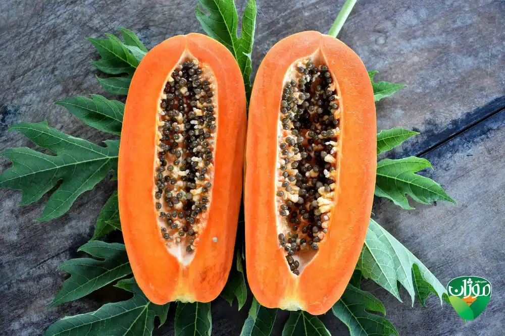 درخت میوه پاپایا