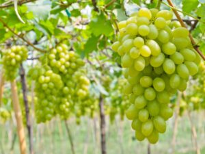 انگور-میوه‌های مفید برای شیمی درمانی
