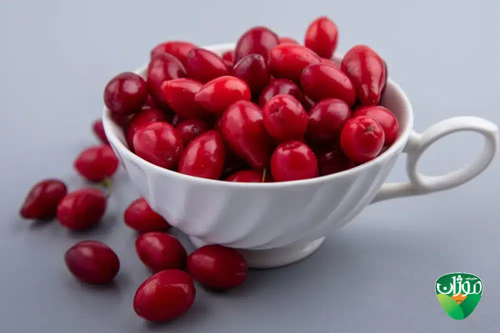 تاثیر مصرف زغال اخته در بارداری