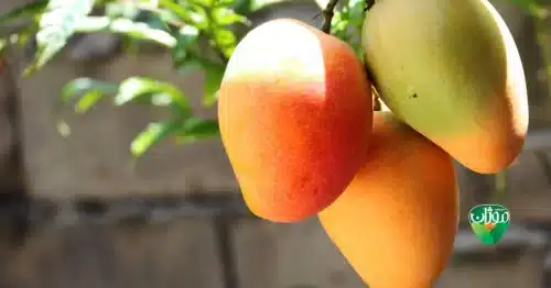 التحكم في سكر الدم