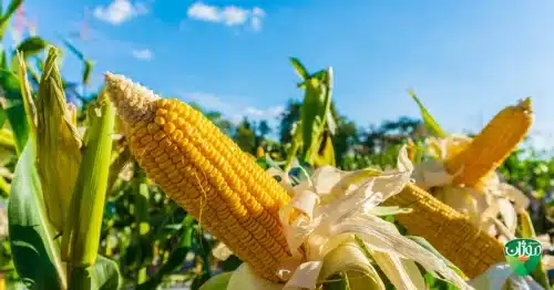 corn yield increase summer moisture