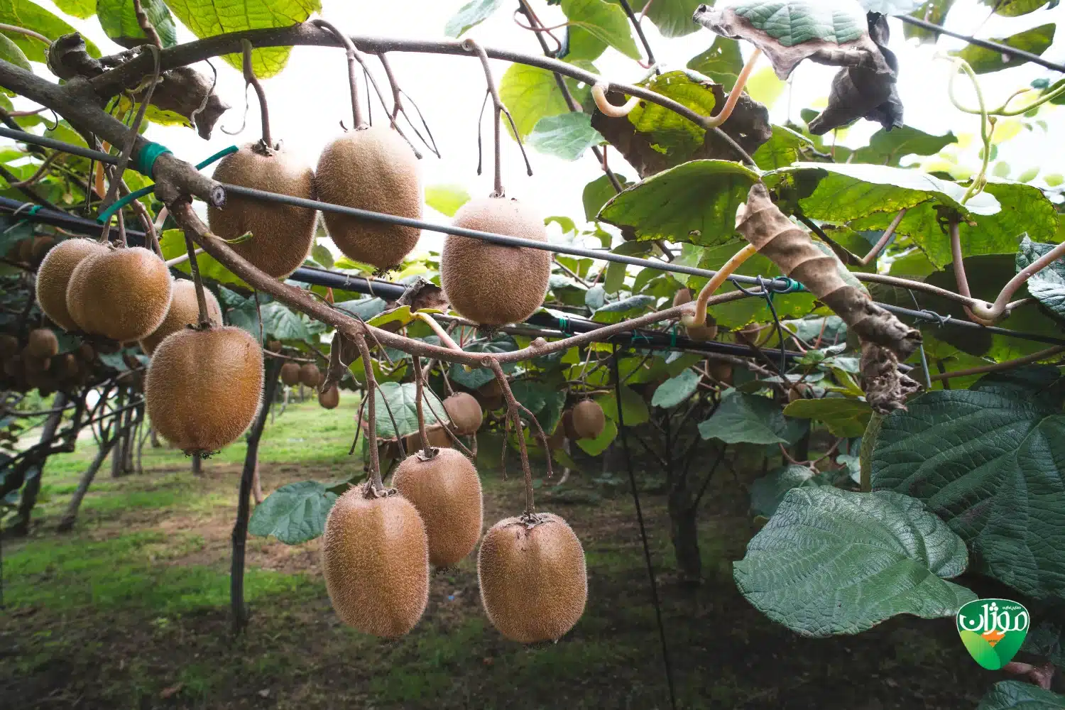 خرید کیوی دوقلو – دوپهن