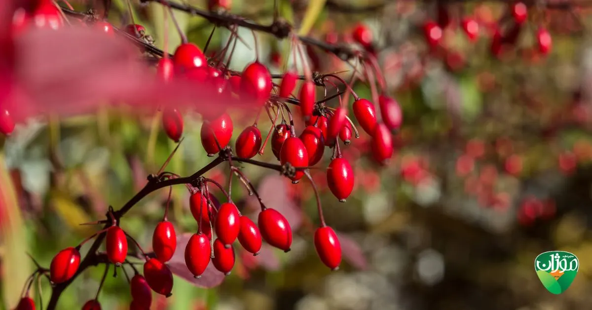 خواص زرشک برای بدن