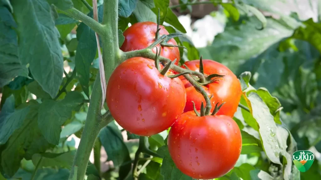 تولیدکنندگان گوجه‌فرنگی